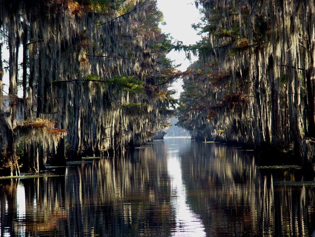Caddo Lake - 1025x769 - jpeg Caddo Lake